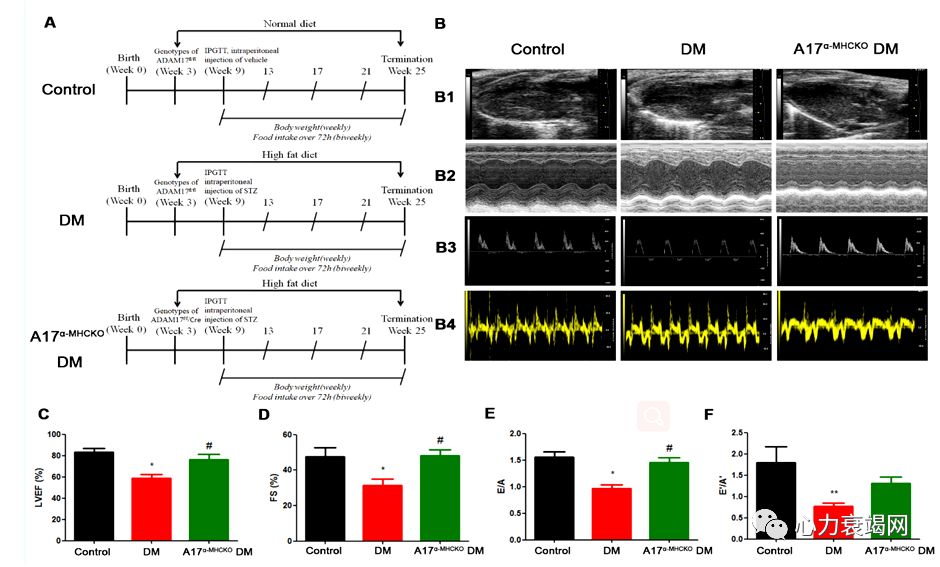 「2019CIHFC」张运教授：ADAM17—糖尿病性心肌病干预的新靶点