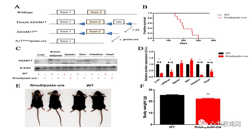 「2019CIHFC」张运教授：ADAM17—糖尿病性心肌病干预的新靶点