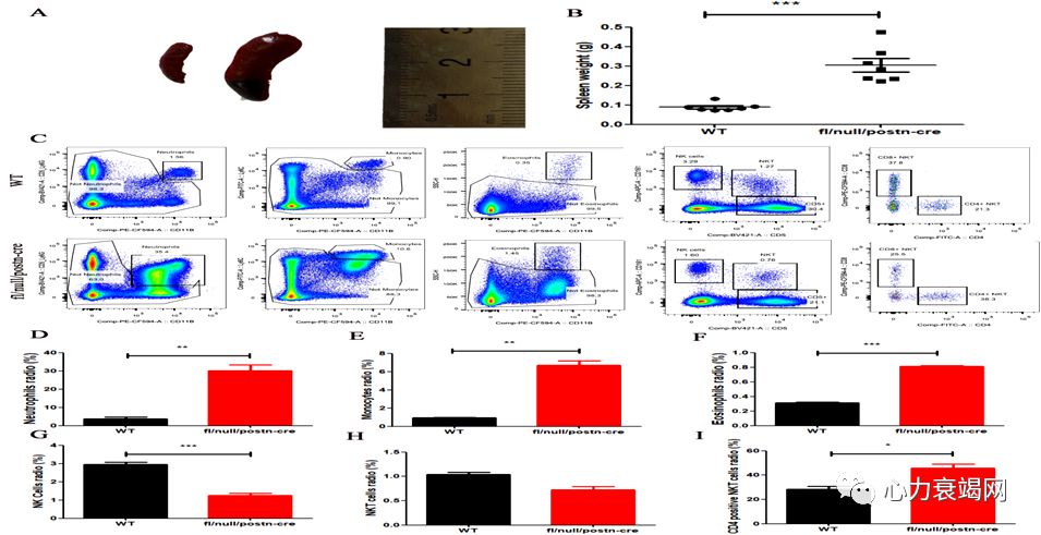「2019CIHFC」张运教授：ADAM17—糖尿病性心肌病干预的新靶点