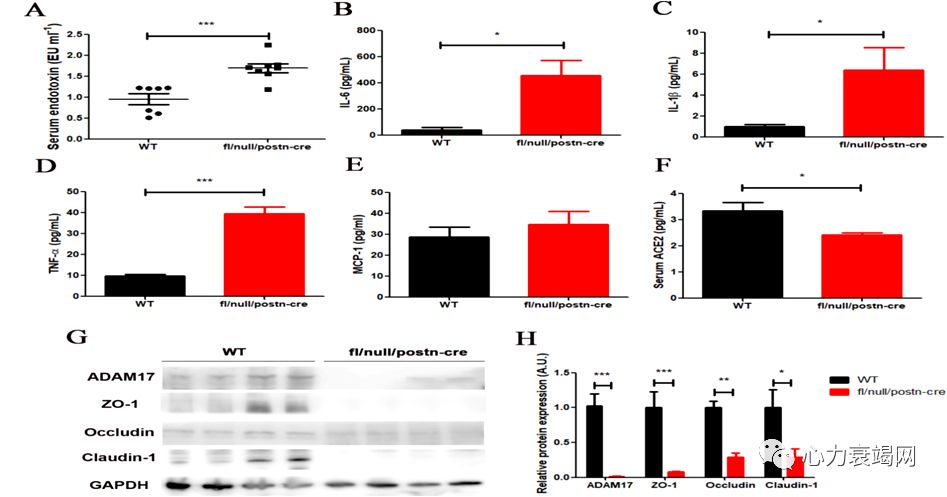 「2019CIHFC」张运教授：ADAM17—糖尿病性心肌病干预的新靶点
