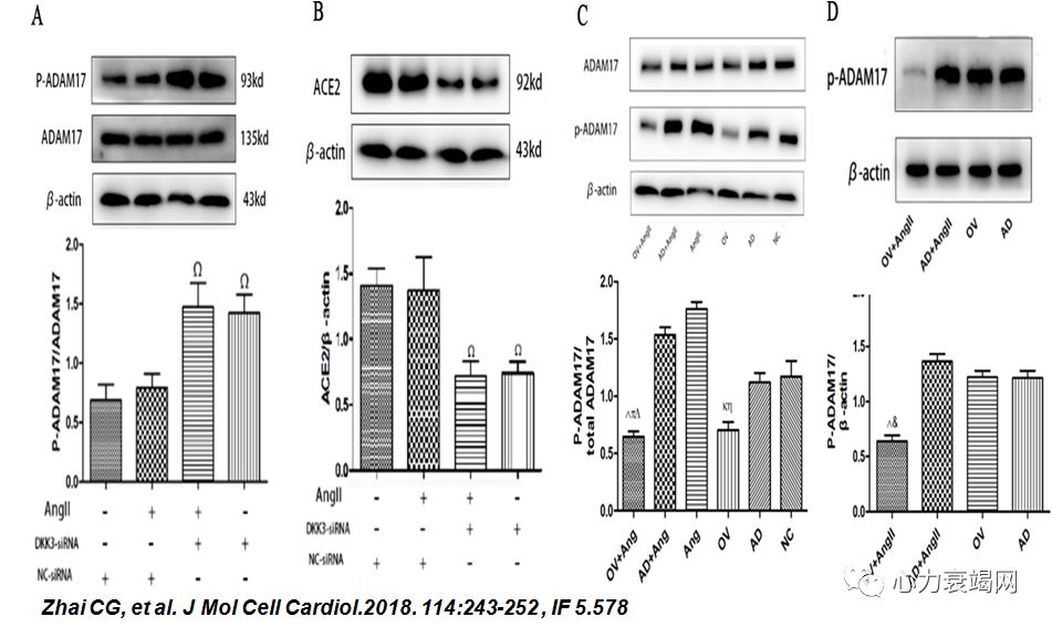 「2019CIHFC」张运教授：ADAM17—糖尿病性心肌病干预的新靶点