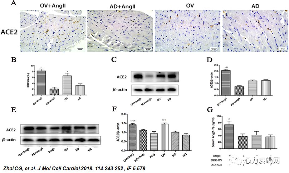 「2019CIHFC」张运教授：ADAM17—糖尿病性心肌病干预的新靶点