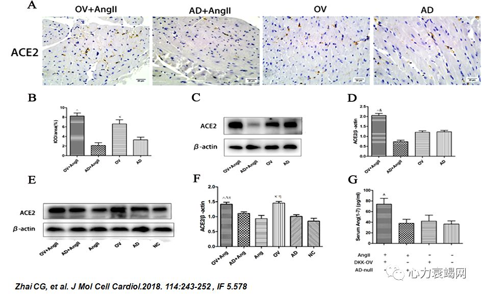 「2019CIHFC」张运教授：ADAM17—糖尿病性心肌病干预的新靶点