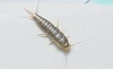 浙江怪异虫子,浙江渔民捕获怪物鱼