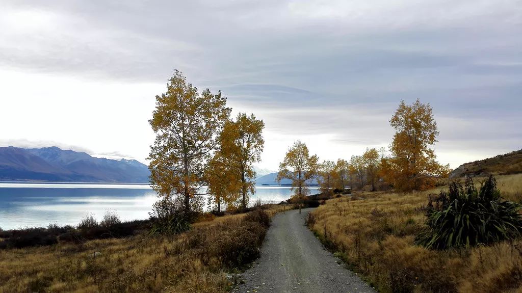 定了！新西兰7月起开征“旅游税”！这个被《哈利波特》《碟中谍》选中的地方到底有多好玩