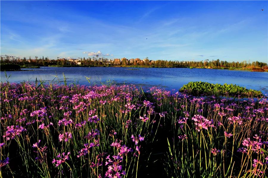 滇池边的湿地公园哪个值得去,滇池边最值得打卡的湿地