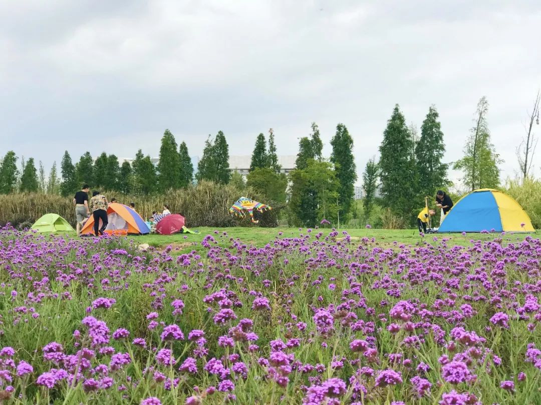 滇池边的湿地公园哪个值得去,滇池边最值得打卡的湿地