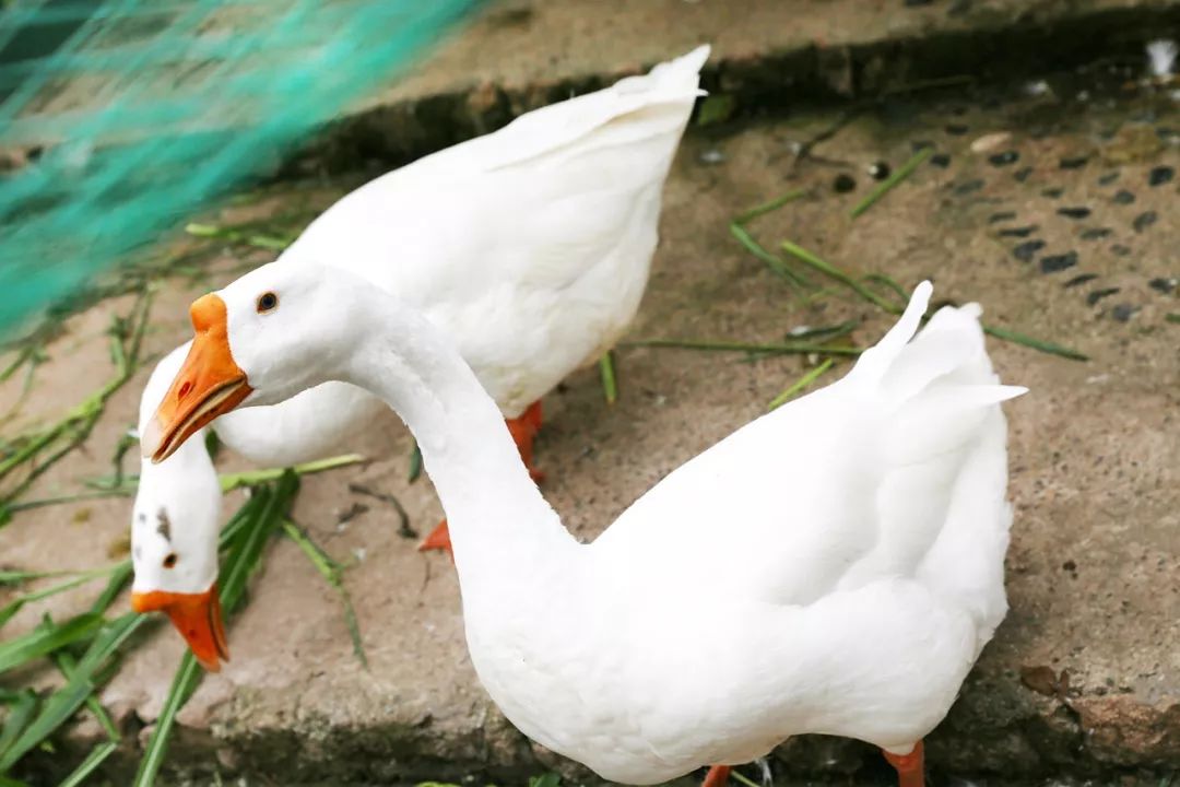 魔都新晋网红打卡地龙华会,魔都十六个网红打卡地方在哪