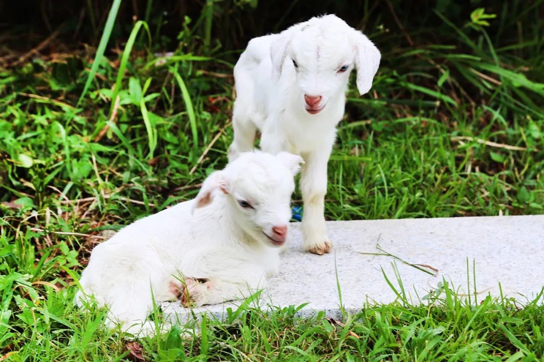魔都新晋网红打卡地龙华会,魔都十六个网红打卡地方在哪