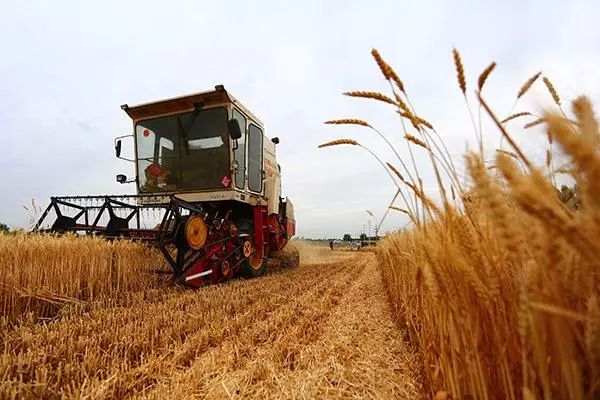 江苏：优粮优价成夏粮收购“最强音”