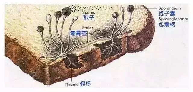 面包发霉吃了会怎么样,过期没发霉的面包还能吃吗