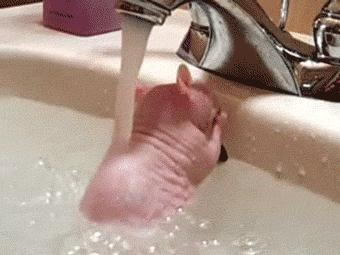 毛孔清道夫冻膜,毛孔清道夫细胞精华驻颜冻膜