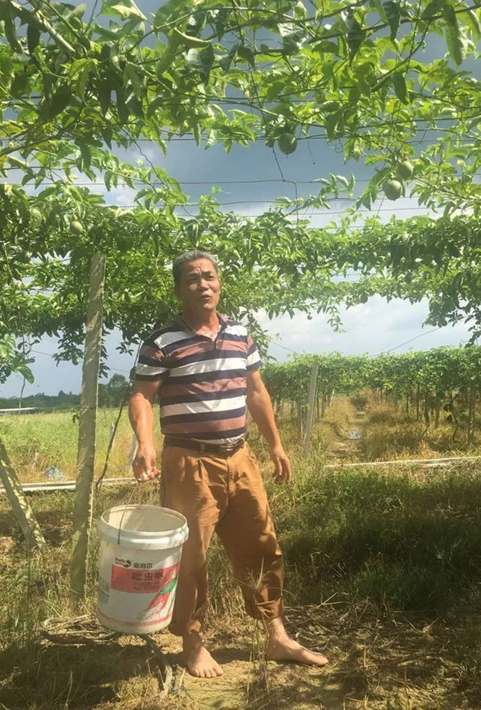 甜过初恋的红心猕猴桃,甜过初恋的三华李