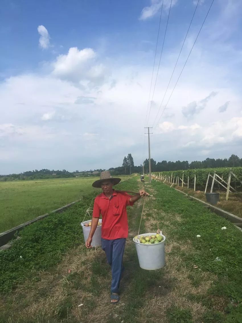 甜过初恋的红心猕猴桃,甜过初恋的三华李