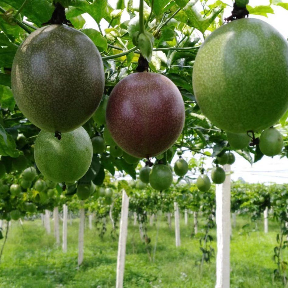 甜过初恋的红心猕猴桃,甜过初恋的三华李