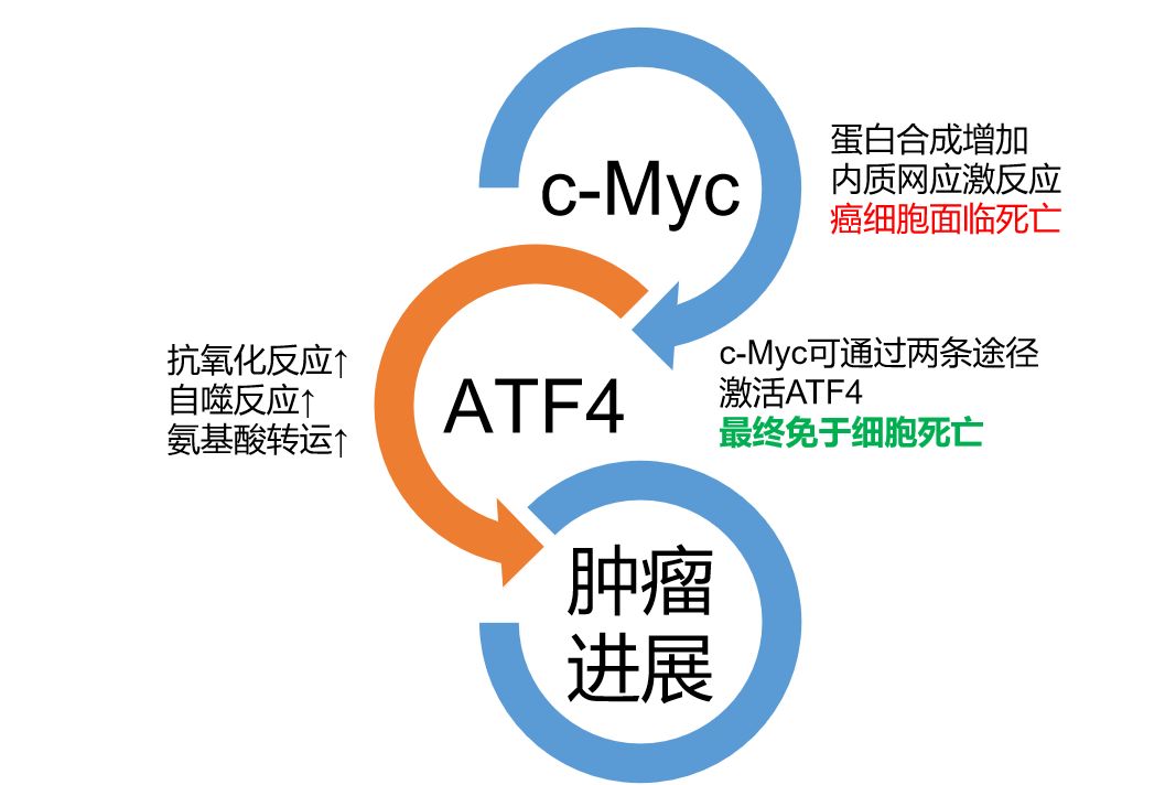 医学前沿乳腺癌防治研究新成果,近年来乳腺癌领域的新治疗方法