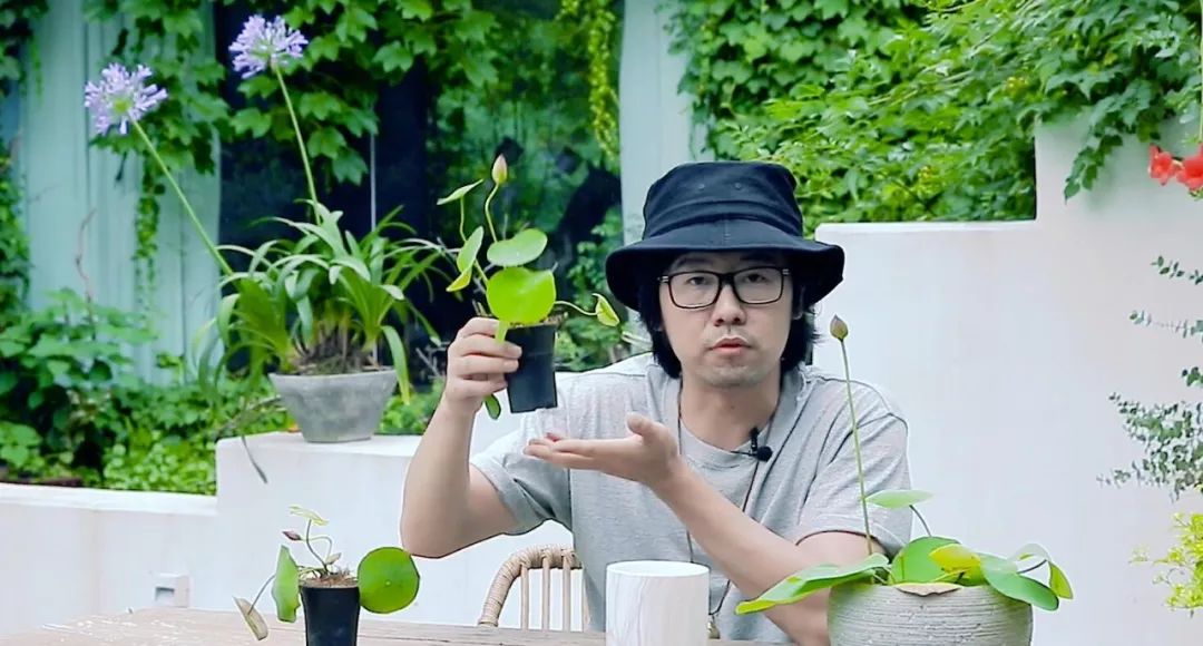 碗莲的种植小技巧,碗莲种植方法超简单的快来看看吧