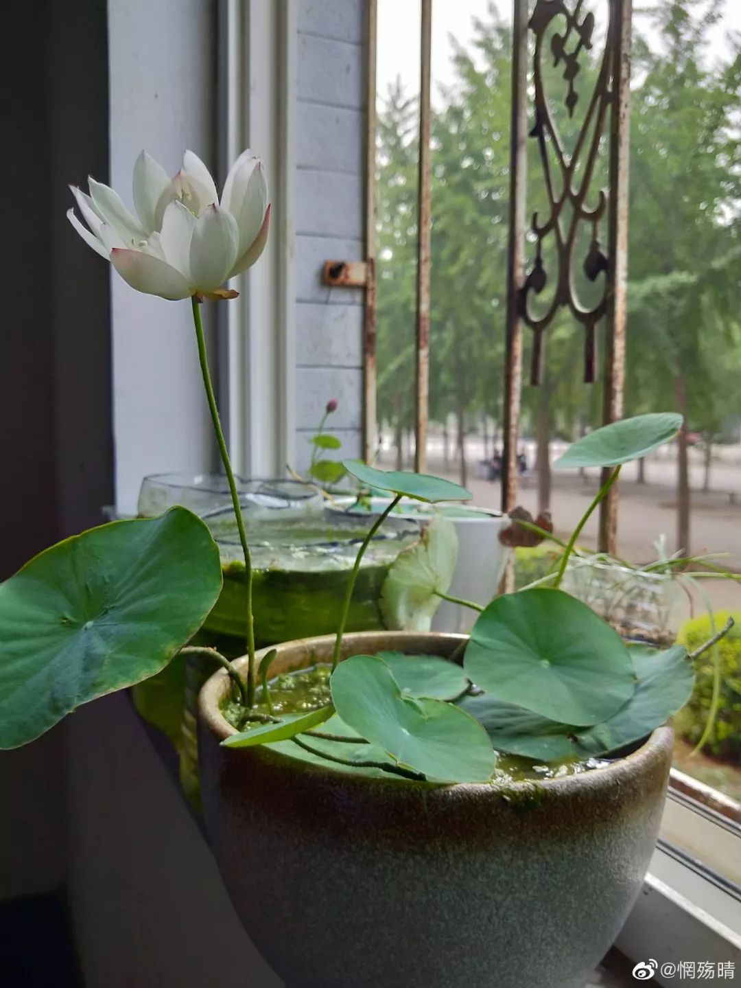 碗莲的种植小技巧,碗莲种植方法超简单的快来看看吧