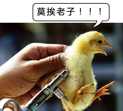 鸡的什么部位不能吃?它到底有多毒,很多人还不知道