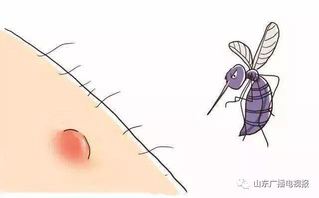 蚊子爱咬吃甜食的人吗,夏天蚊子咬人跟血型有什么关系吗