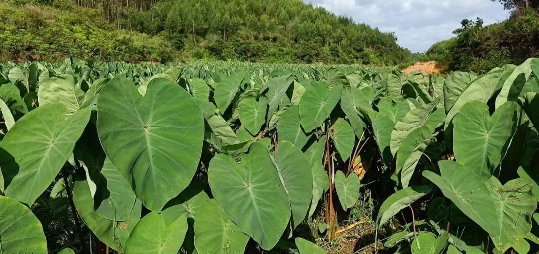正宗博白芋苗,博白芋苗多少钱一斤