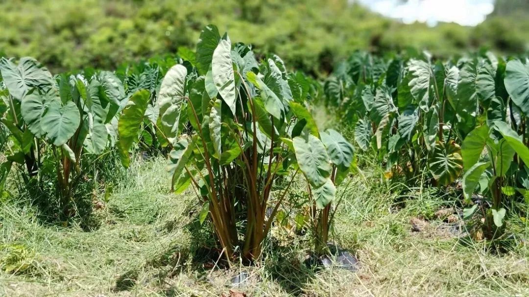 正宗博白芋苗,博白芋苗多少钱一斤
