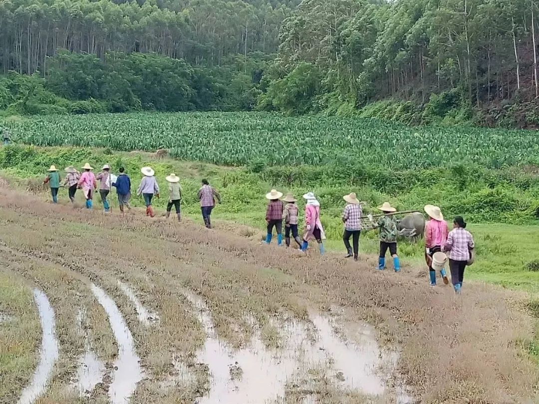正宗博白芋苗,博白芋苗多少钱一斤