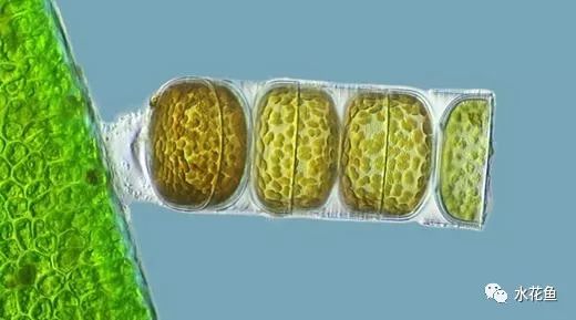 显微镜看到的藻类微生物形态图,藻类浮游生物