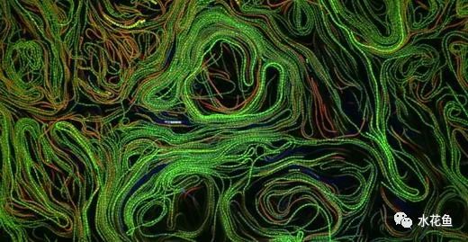 显微镜看到的藻类微生物形态图,藻类浮游生物