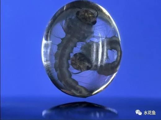 显微镜看到的藻类微生物形态图,藻类浮游生物