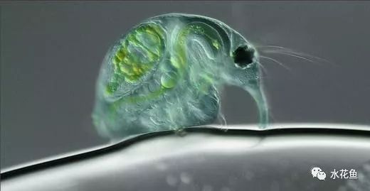 显微镜看到的藻类微生物形态图,藻类浮游生物