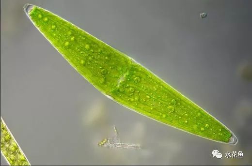 显微镜看到的藻类微生物形态图,藻类浮游生物