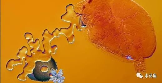 显微镜看到的藻类微生物形态图,藻类浮游生物