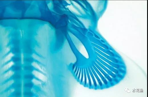 显微镜看到的藻类微生物形态图,藻类浮游生物