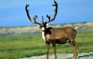 什么是张掖文案,什么是甘肃省