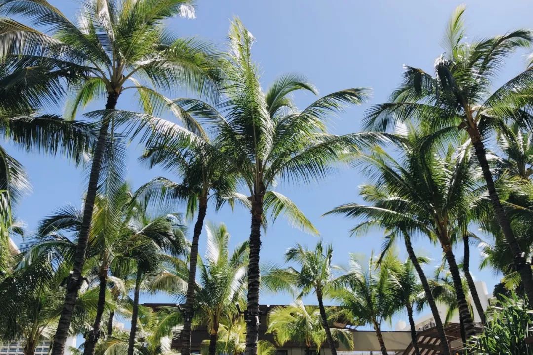 夏威夷旅游攻略阿罗哈,夏威夷maui岛旅游攻略