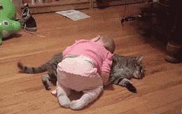 怀孕可以同时养猫狗吗,怀孕了家中养的猫狗会有影响吗