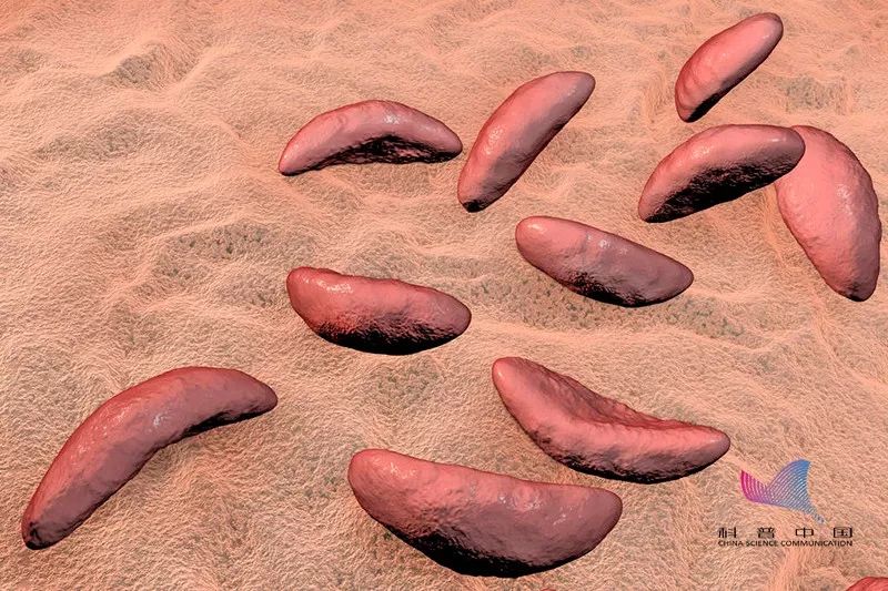 怀孕可以同时养猫狗吗,怀孕了家中养的猫狗会有影响吗