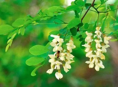 脱发怎么调理饮食最有效,这几个有效的脱发食疗方法拯救你