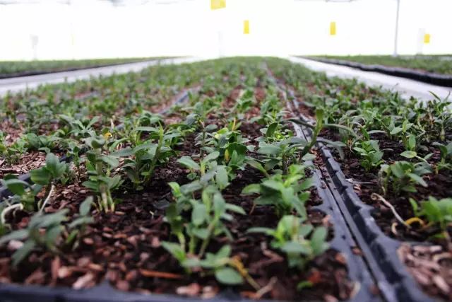 绵阳仙海旅游必买清单,绵阳来仙海