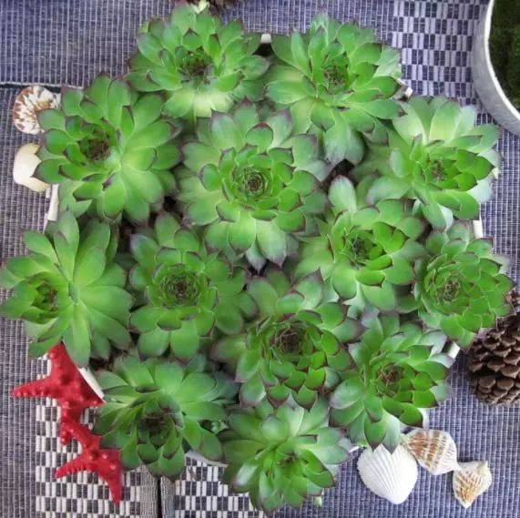 多肉观音莲长出很多小的怎么办,观音莲多肉叶子往下耷拉怎么回事