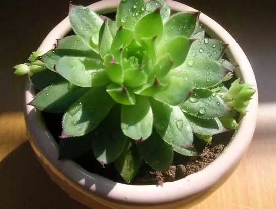 多肉观音莲长出很多小的怎么办,观音莲多肉叶子往下耷拉怎么回事