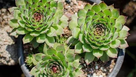 多肉观音莲长出很多小的怎么办,观音莲多肉叶子往下耷拉怎么回事