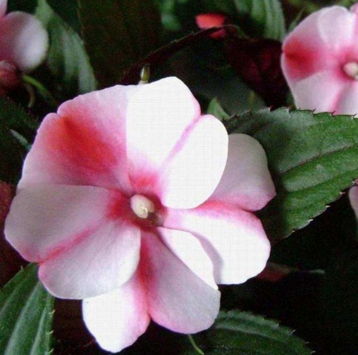 每月一花|神奇凤仙花——居住在世园美家的女神守护者