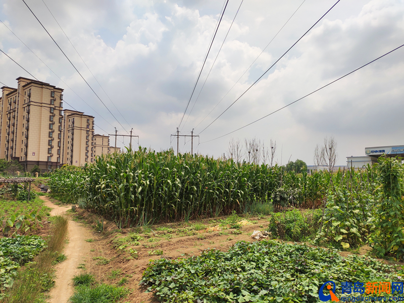 青岛足球比赛场地在哪里,青岛专业足球场最新进展
