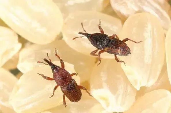 米虫最怕三样东西,怎么防止米虫到处爬