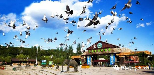 暑假沈阳游玩攻略图,沈阳免费游玩的地方推荐带孩子