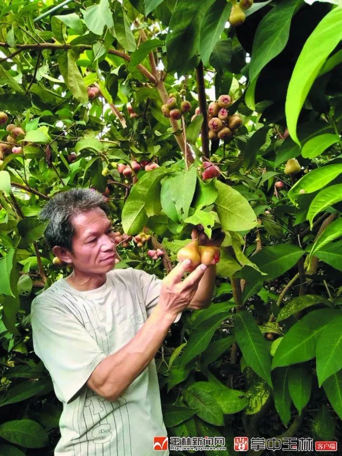 这种“贵族果”颜高价贵却十分难种！玉林一农民努力6年后……