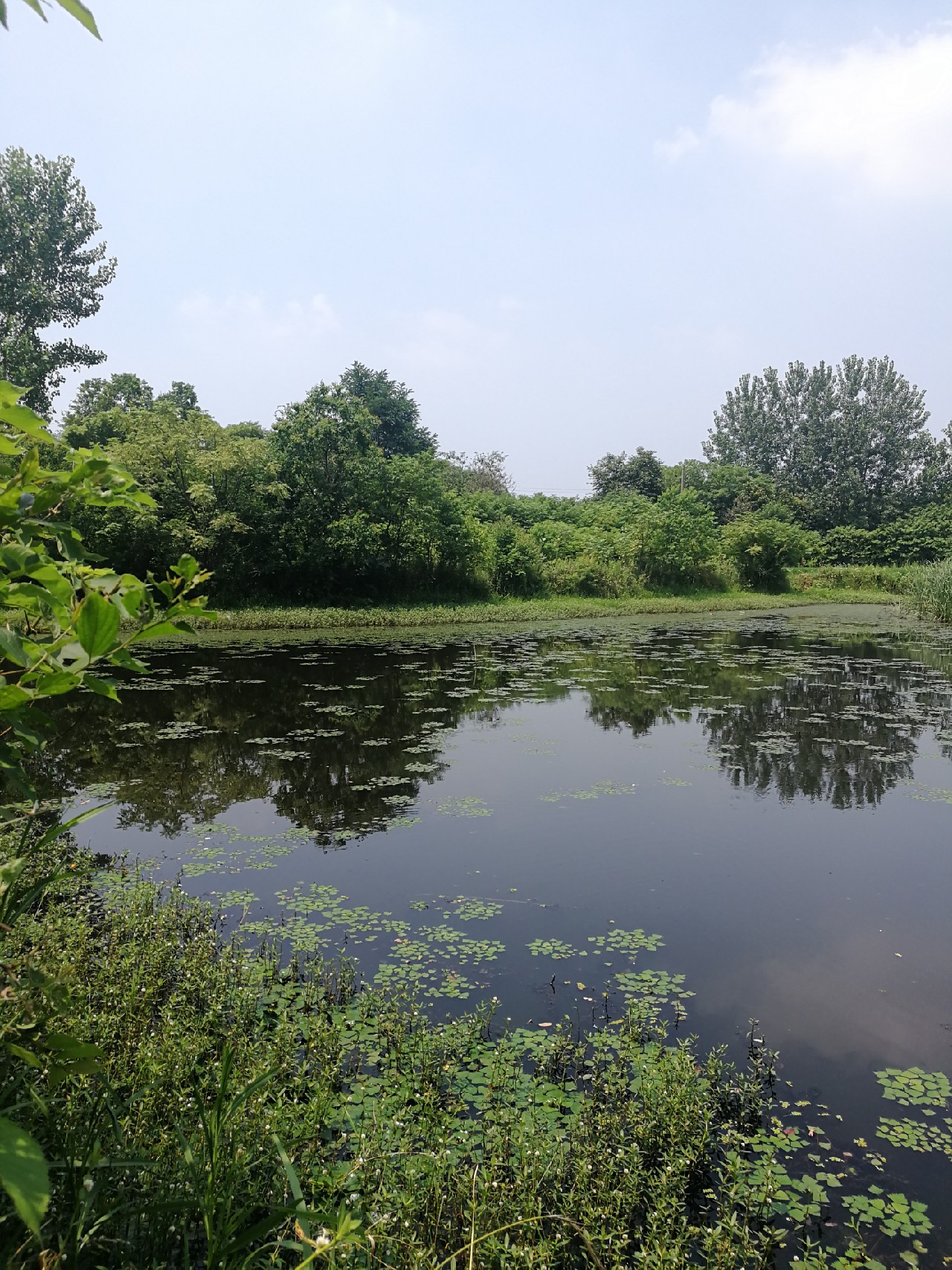 头顶烈阳开拓钓位逐泡寻鲫放流可怜鱼获