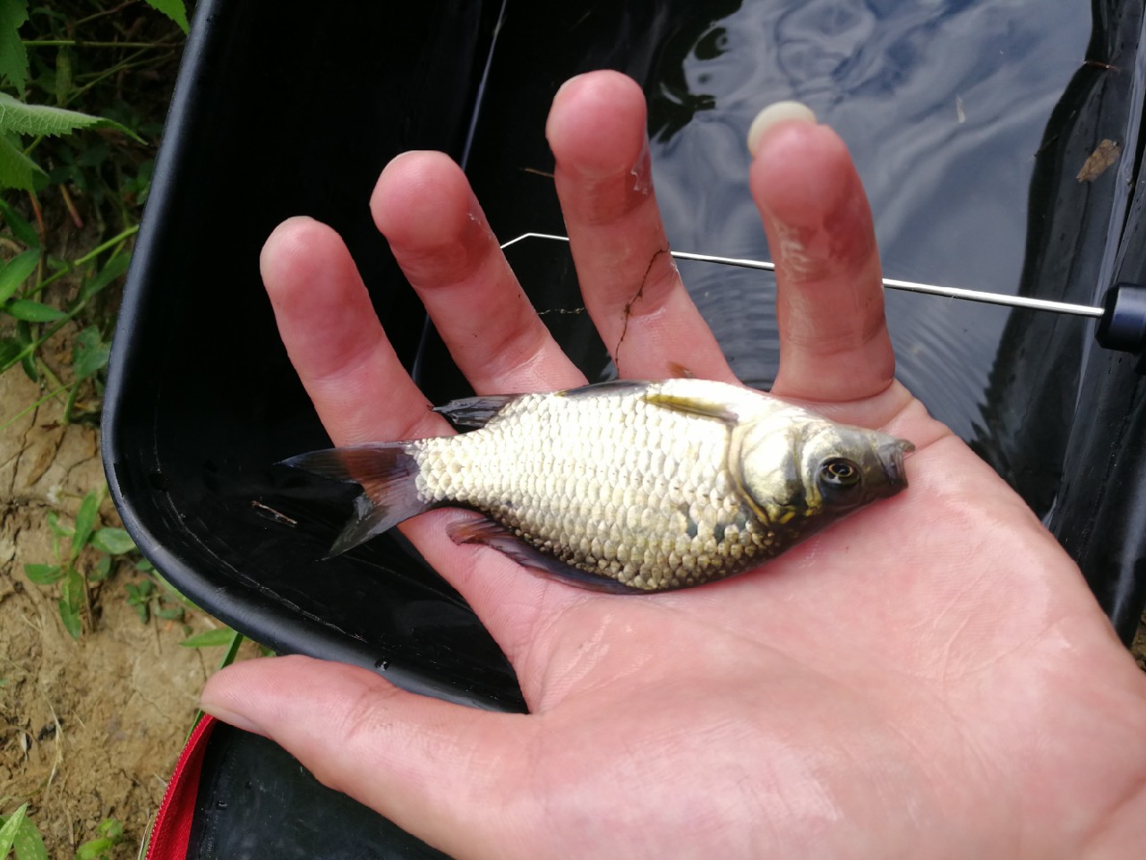 头顶烈阳开拓钓位逐泡寻鲫放流可怜鱼获